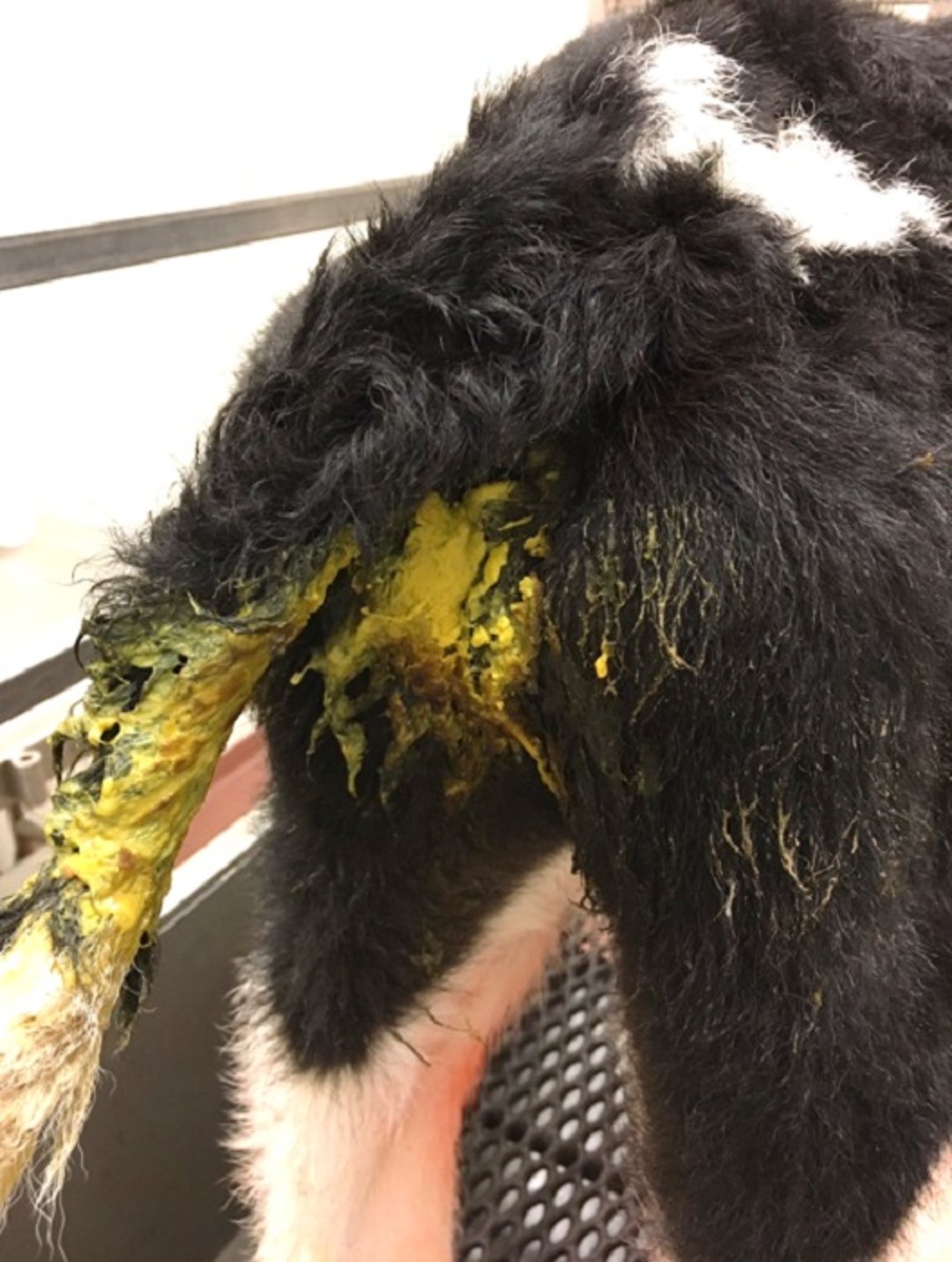 Diarrheal fecal matting, calf