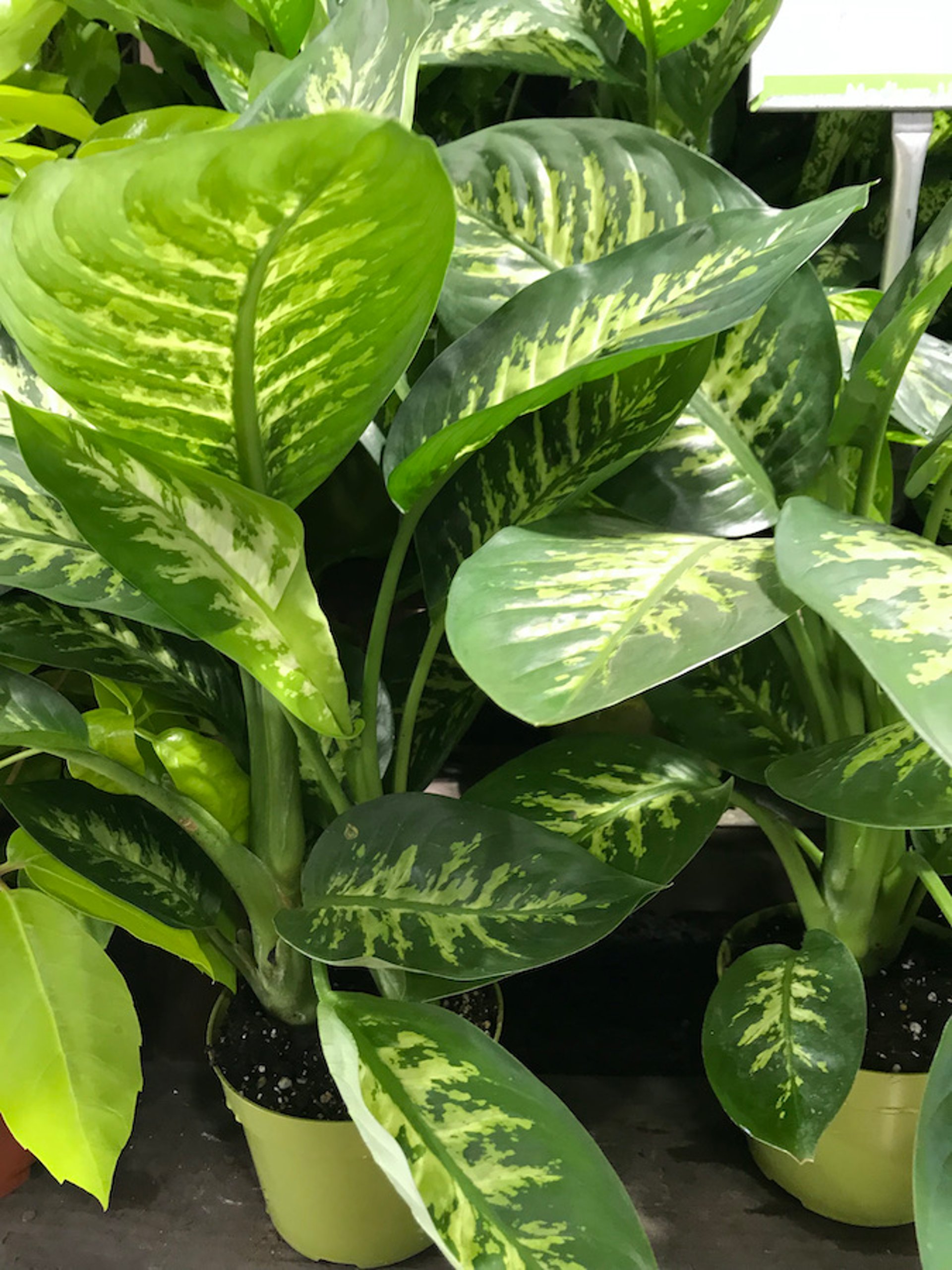 Dumbcane <i >(Dieffenbachia</i> spp)