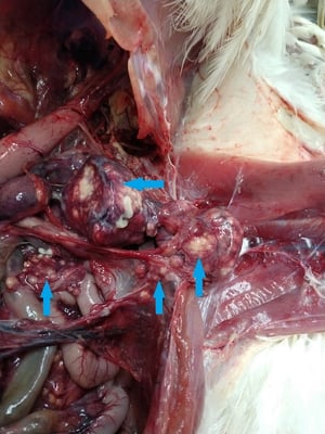 Diffuse granulomatous fungal airsacculitis, turkey poult