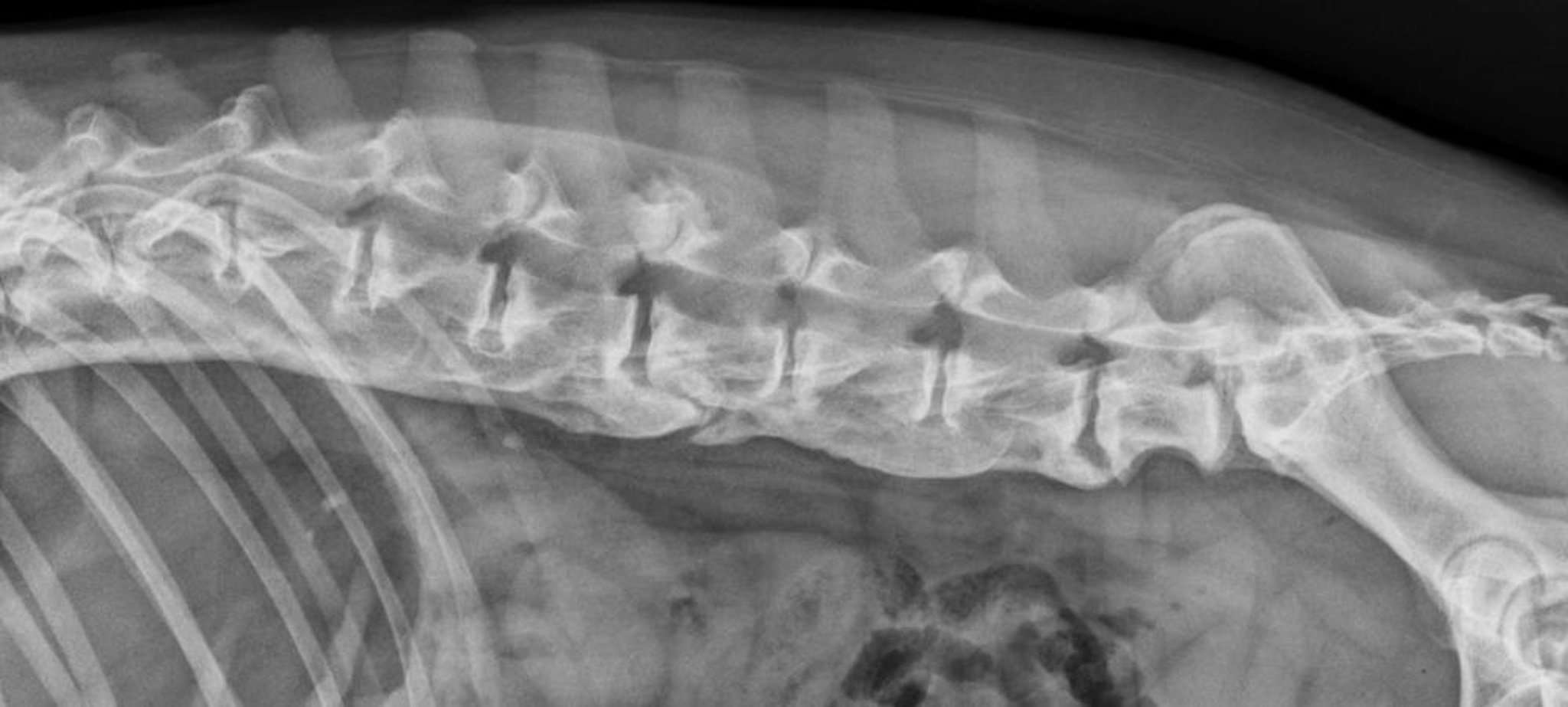 Hiperostose esquelética idiopática difusa, cão