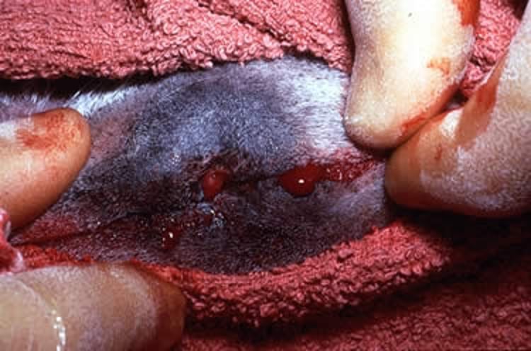 Fístula dental mandibular, caballo