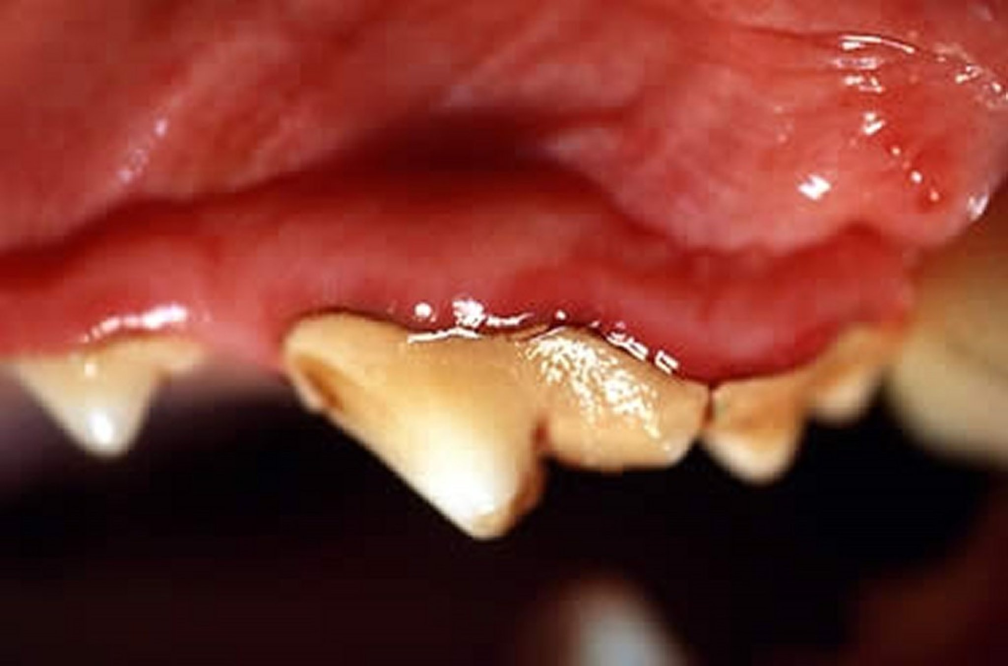 Gingivitis, perro