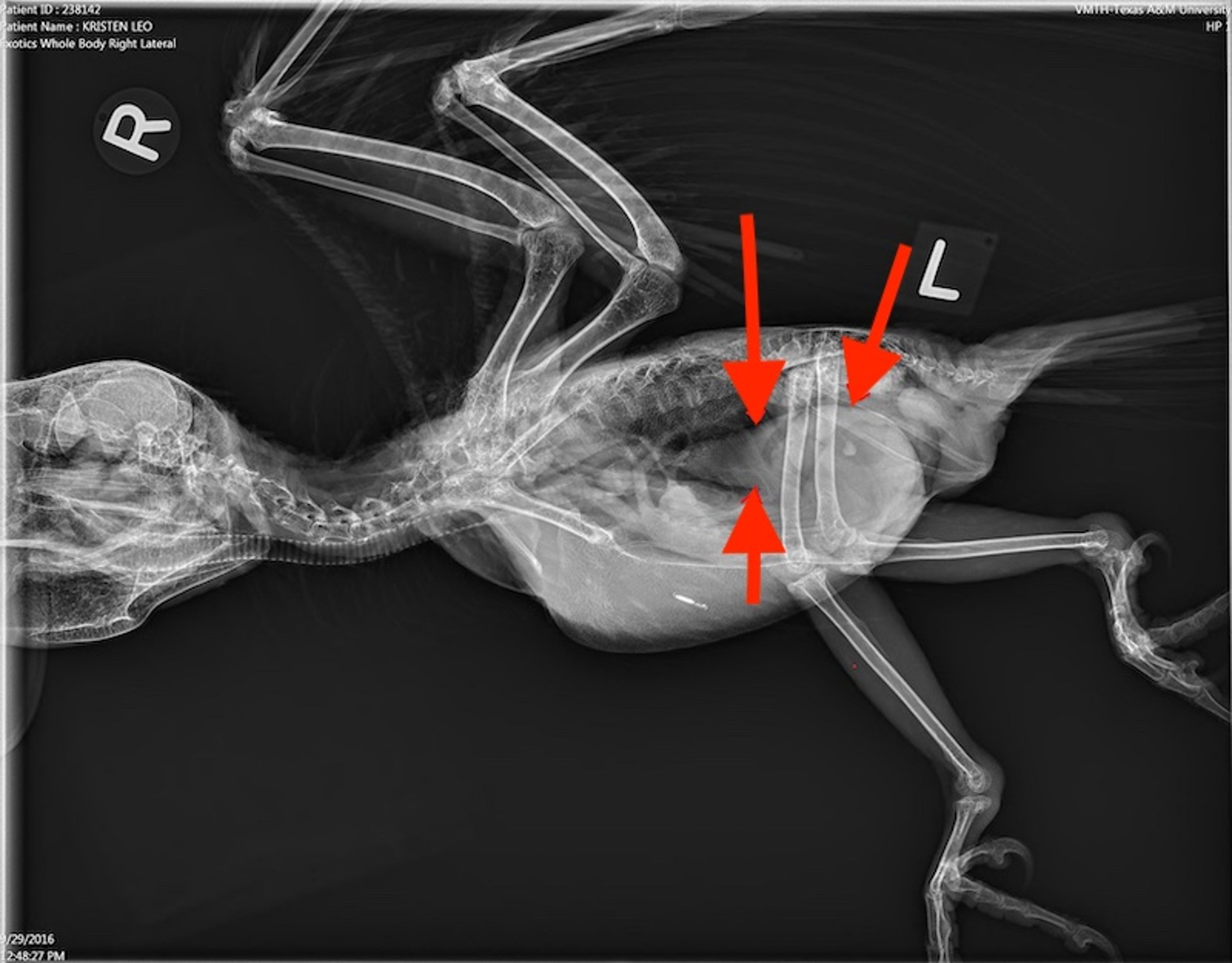 Enfermedad de dilatación proventricular, loro