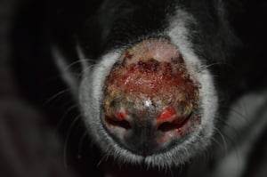 Lupus eritematoso discoide, perro