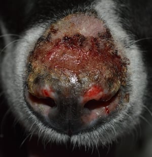 Lupus eritematoso discoide, perro