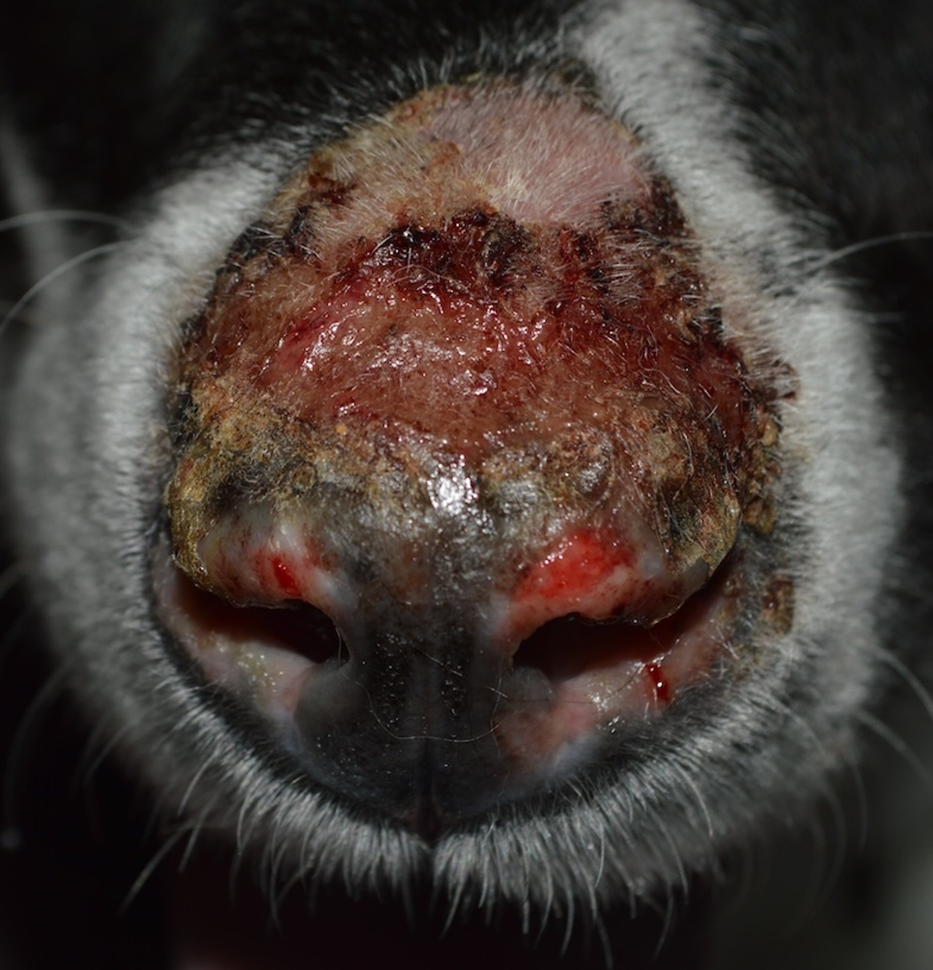 Lúpus eritematoso discoide, cão
