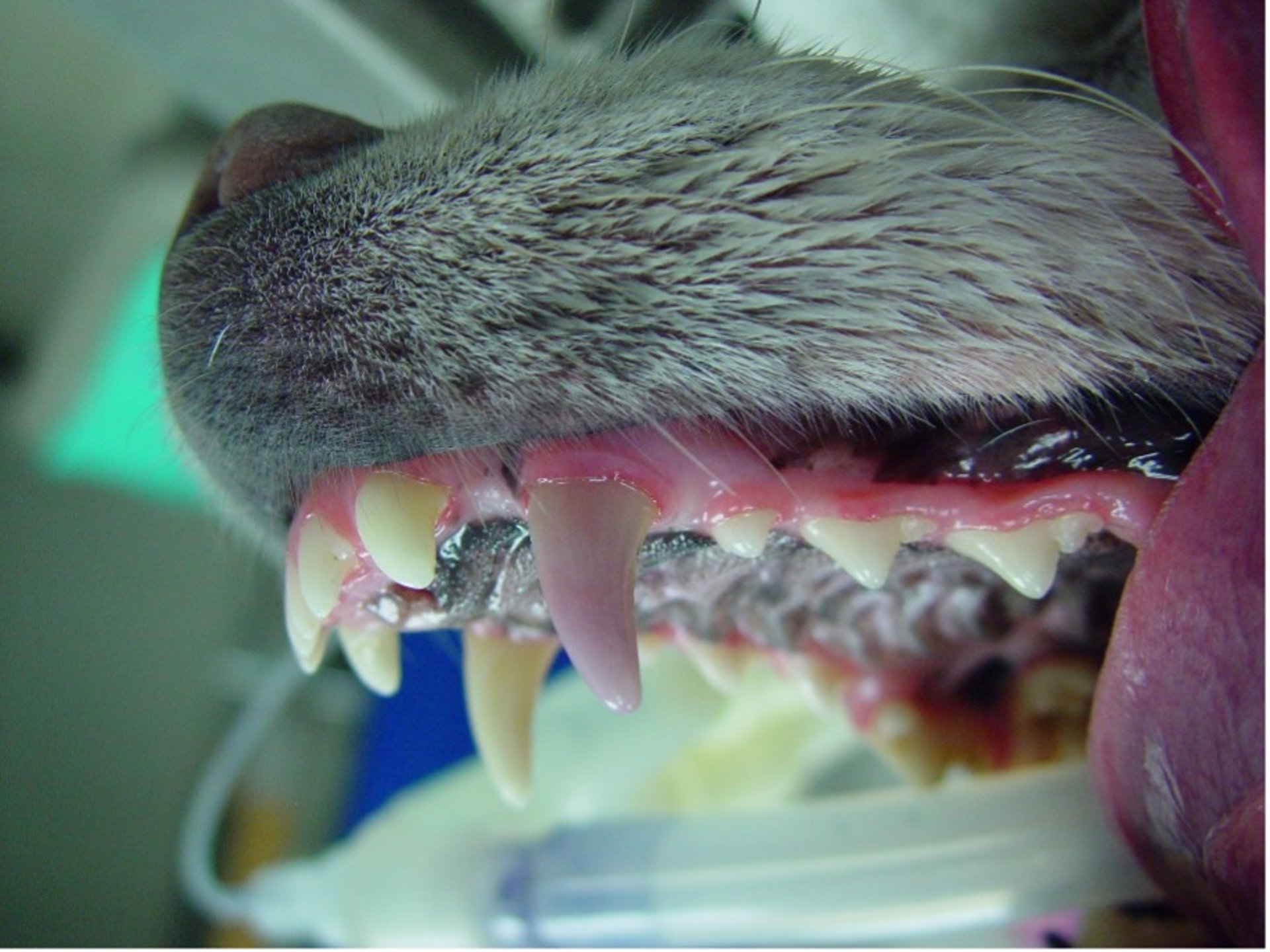 Discolored tooth, dog