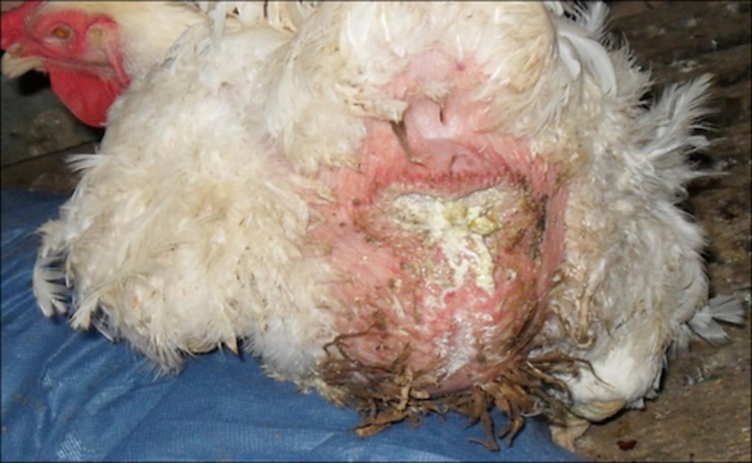 Diuresis syndrome, hen