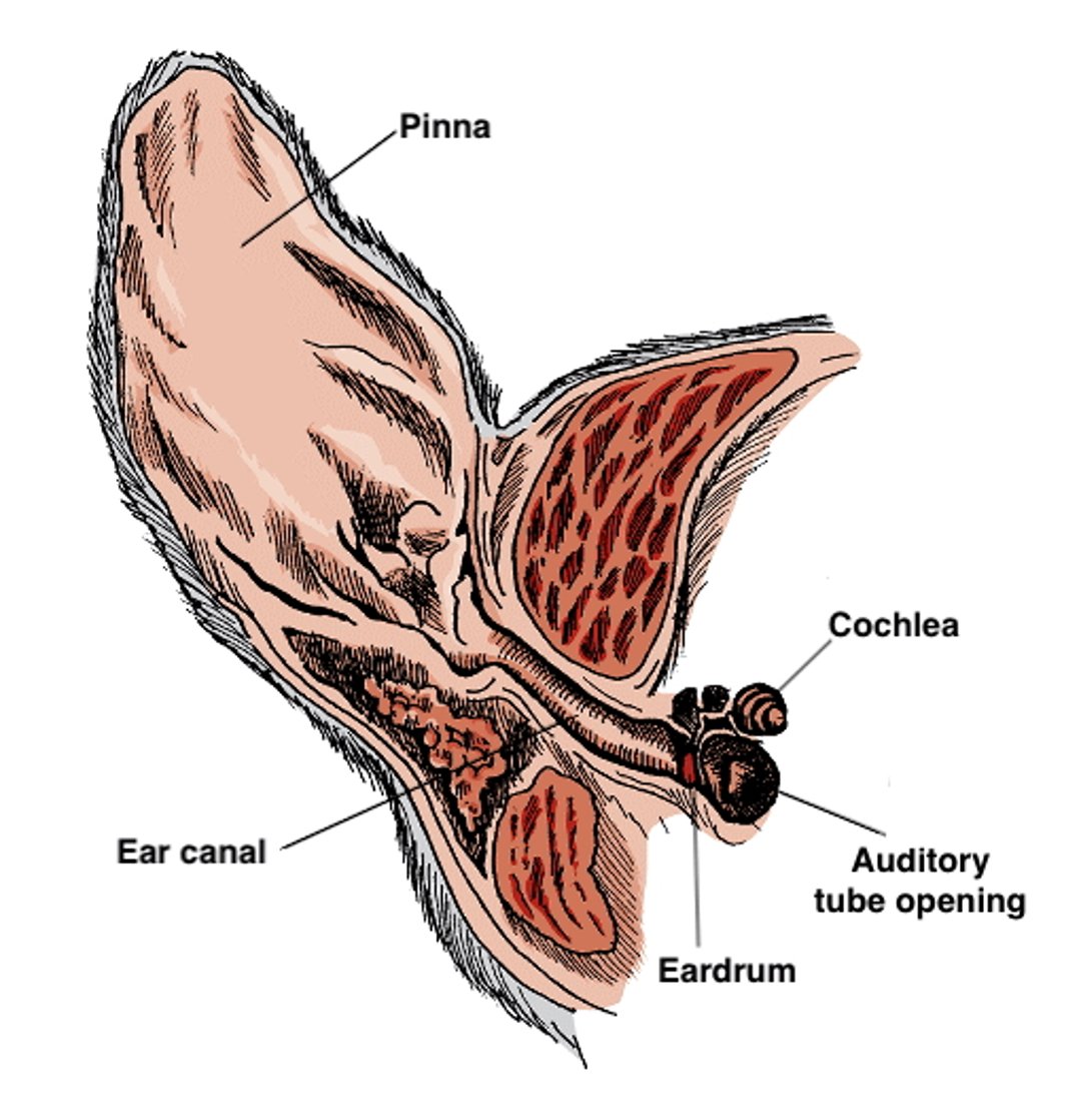 Inside a dog's ear