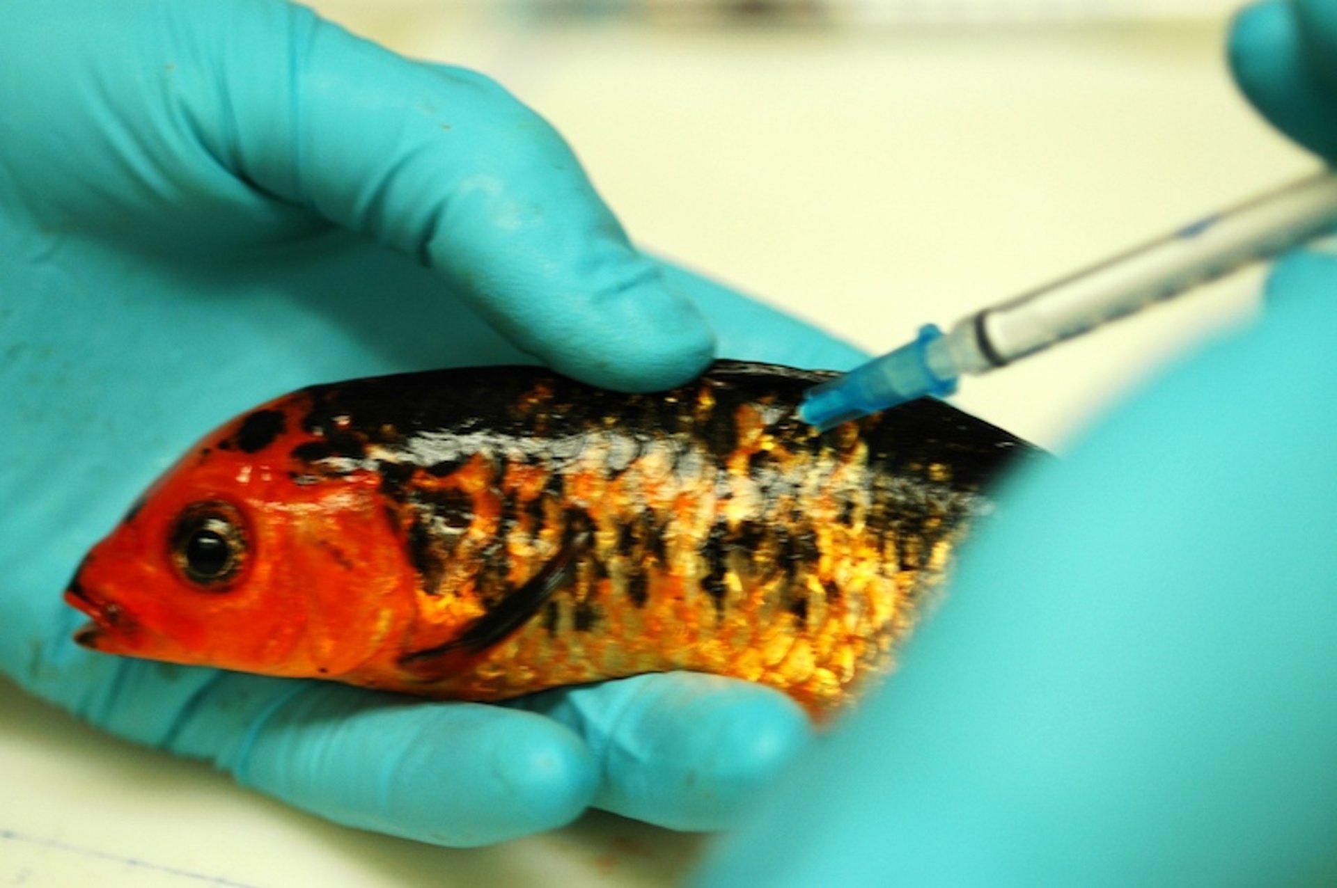 Injeção intramuscular, carpa koi, <i >Cyprinus carpio</i>