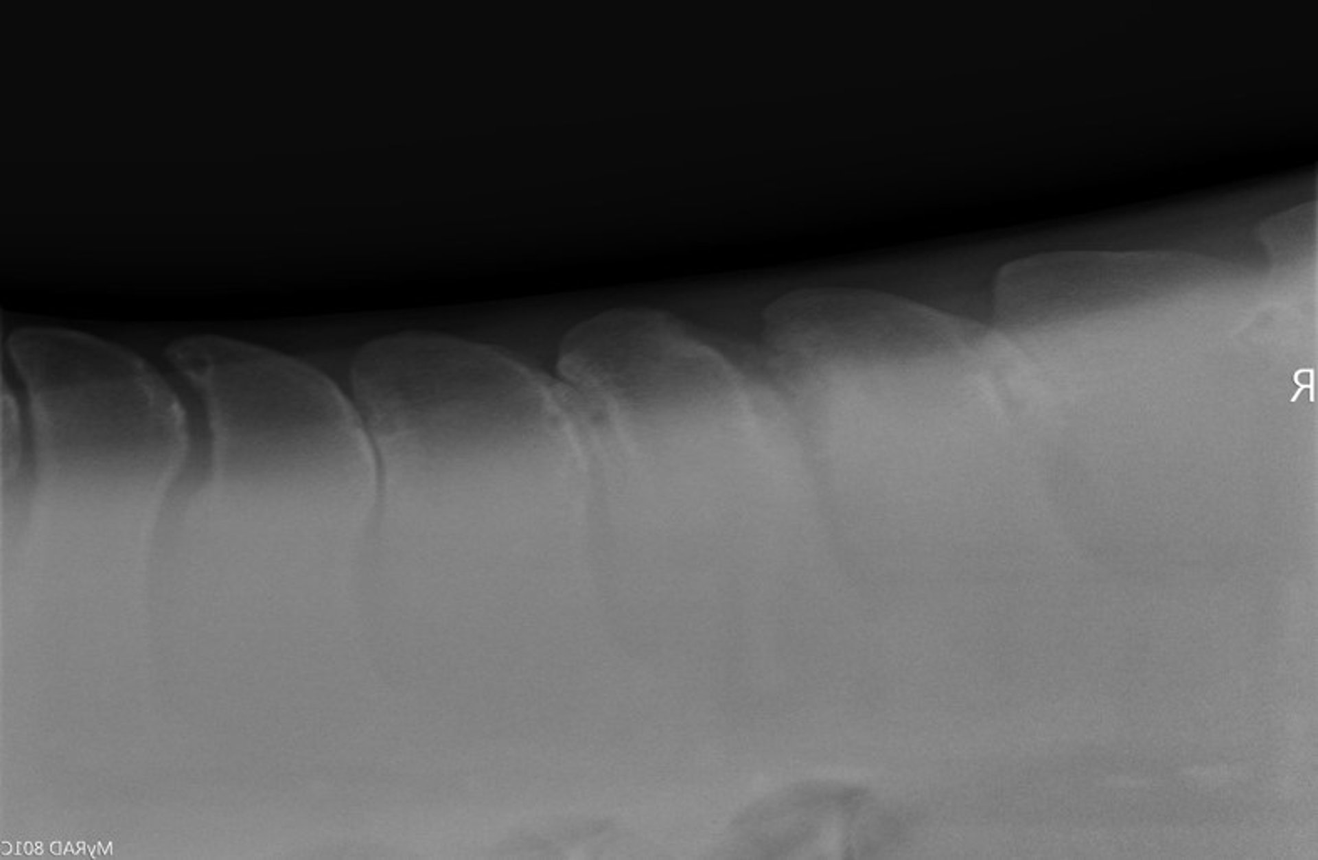 Kissing spines, radiograph, horse
