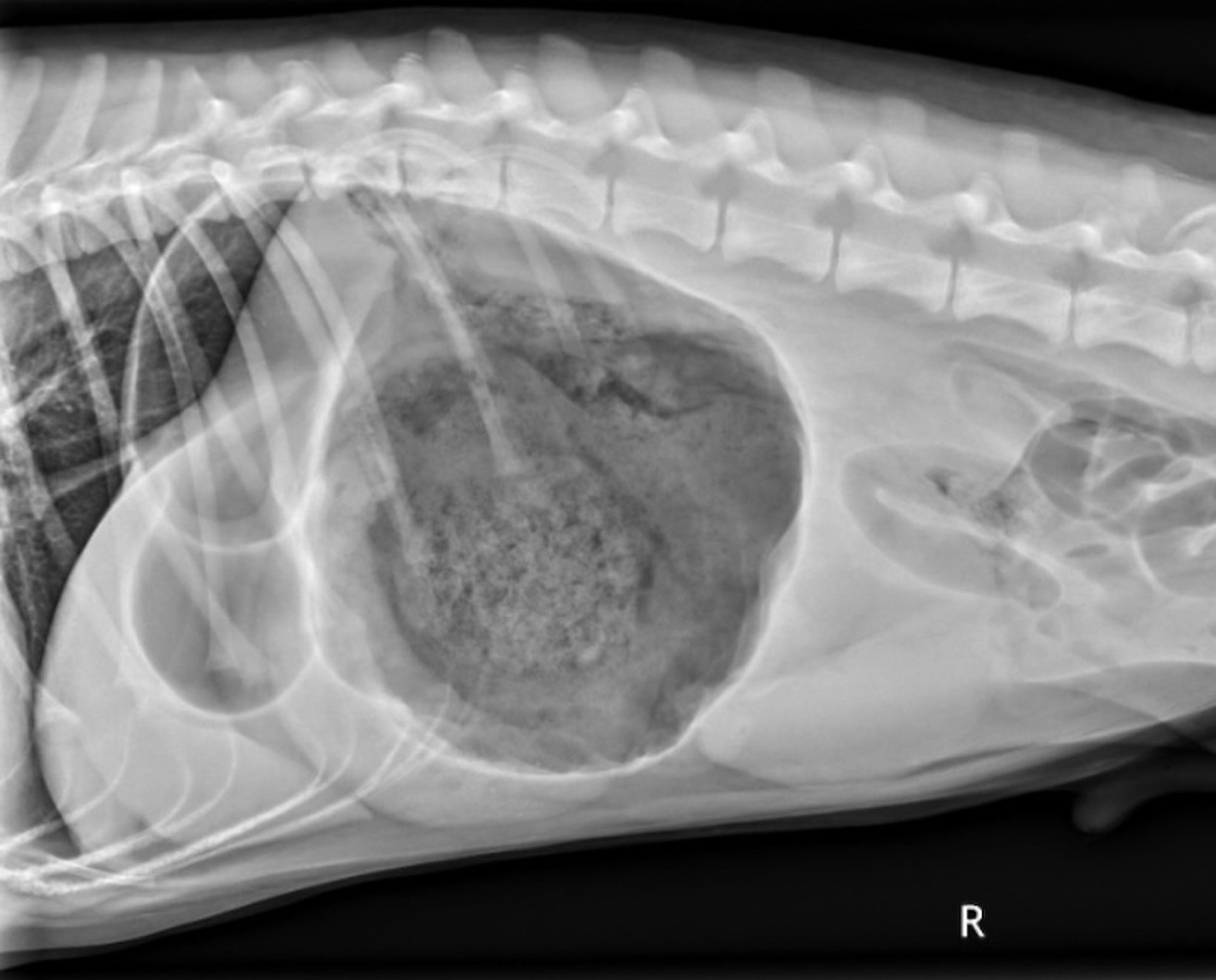 Double bubble radiograph, lateral view, dog