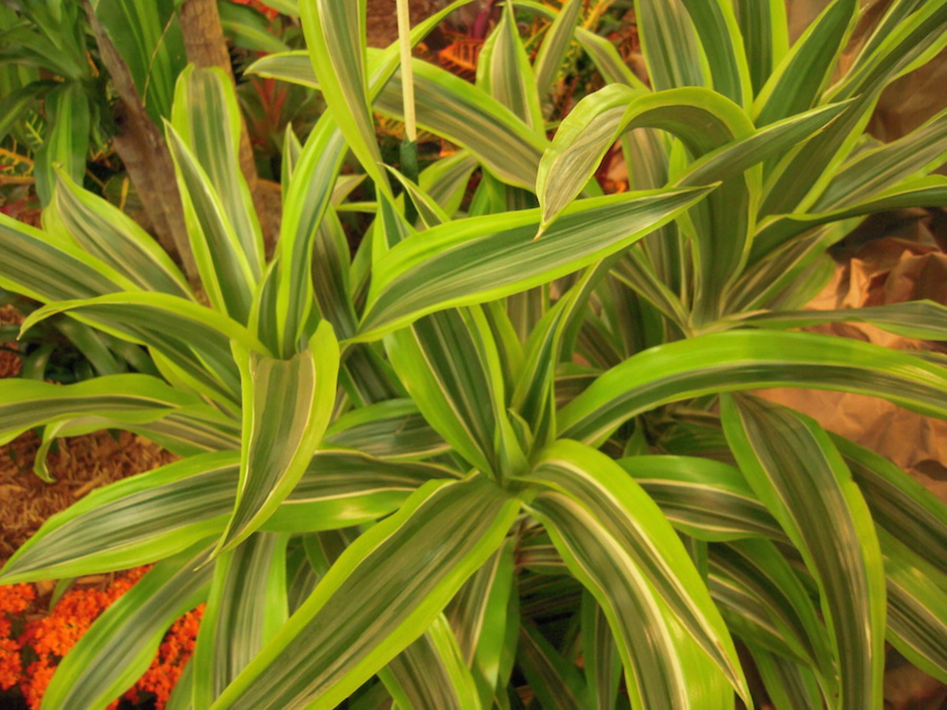 <i >Dracaena</i> spp