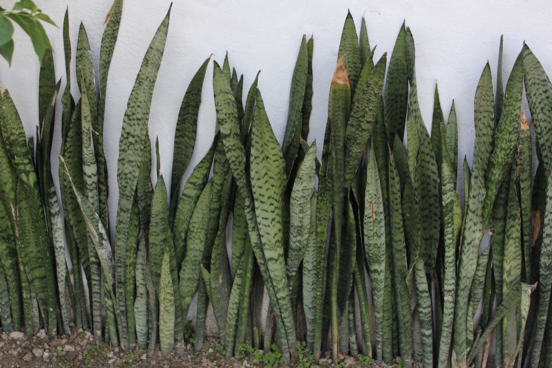 Lengua de suegra (<i >Dracaena</i> spp)