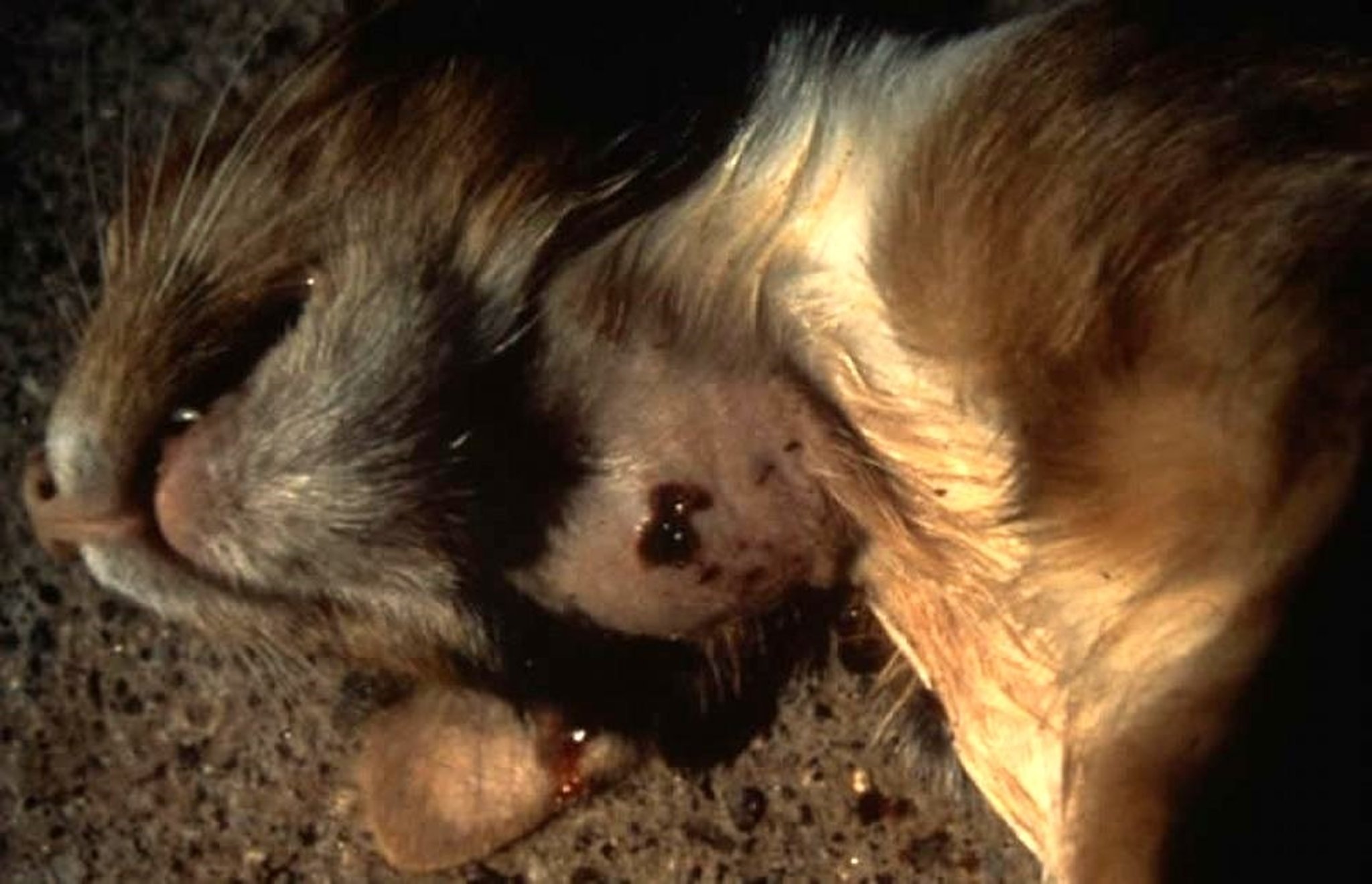 Drenaje del absceso de la peste bubónica, gato