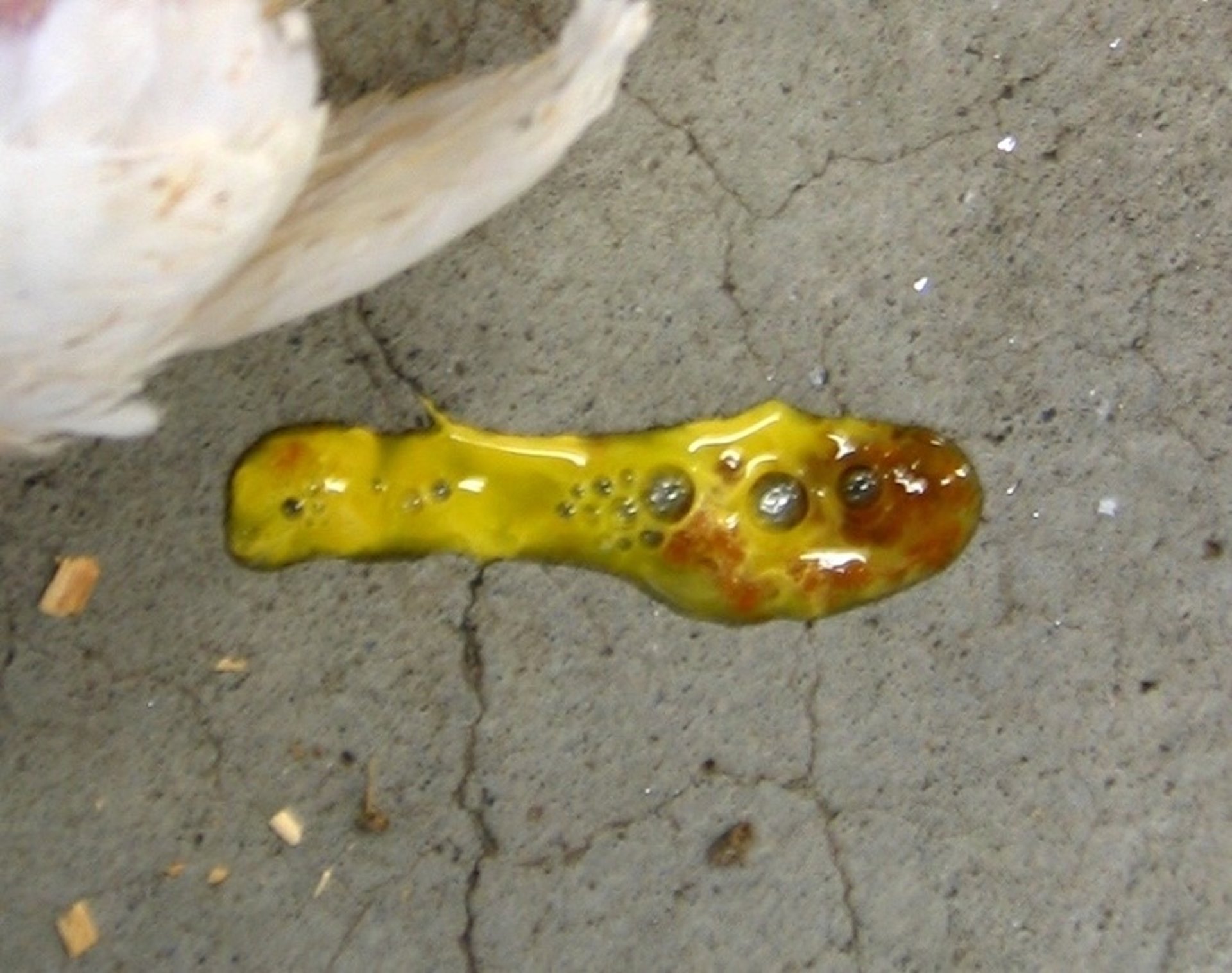 Droppings, inclusion body hepatitis, bird