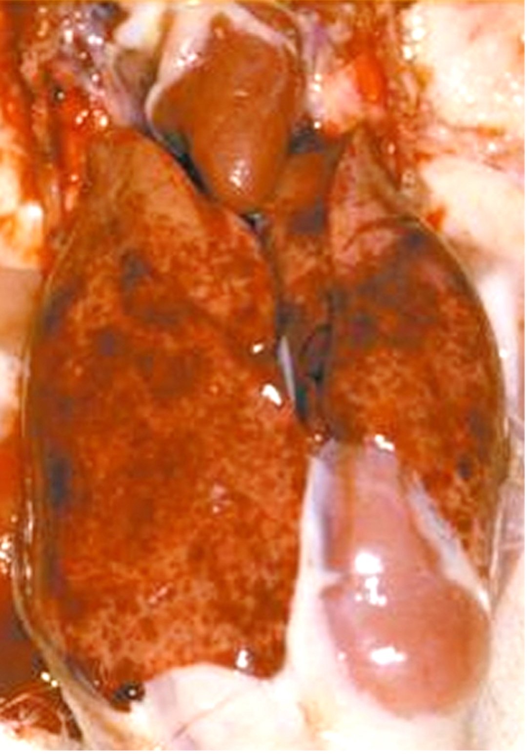 Duck hepatitis A virus type 1, older duckling