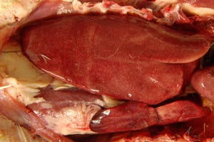 Enteritis viral del pato, petequiación difusa, hígado