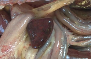 Enteritis viral del pato, bazo agrandado y moteado