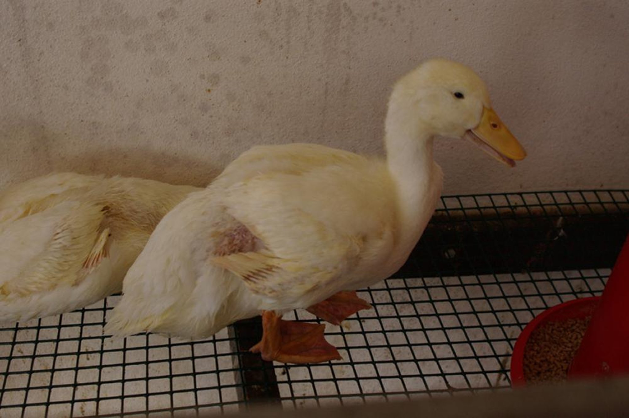 Enteritis viral del pato, depresión y disnea leve