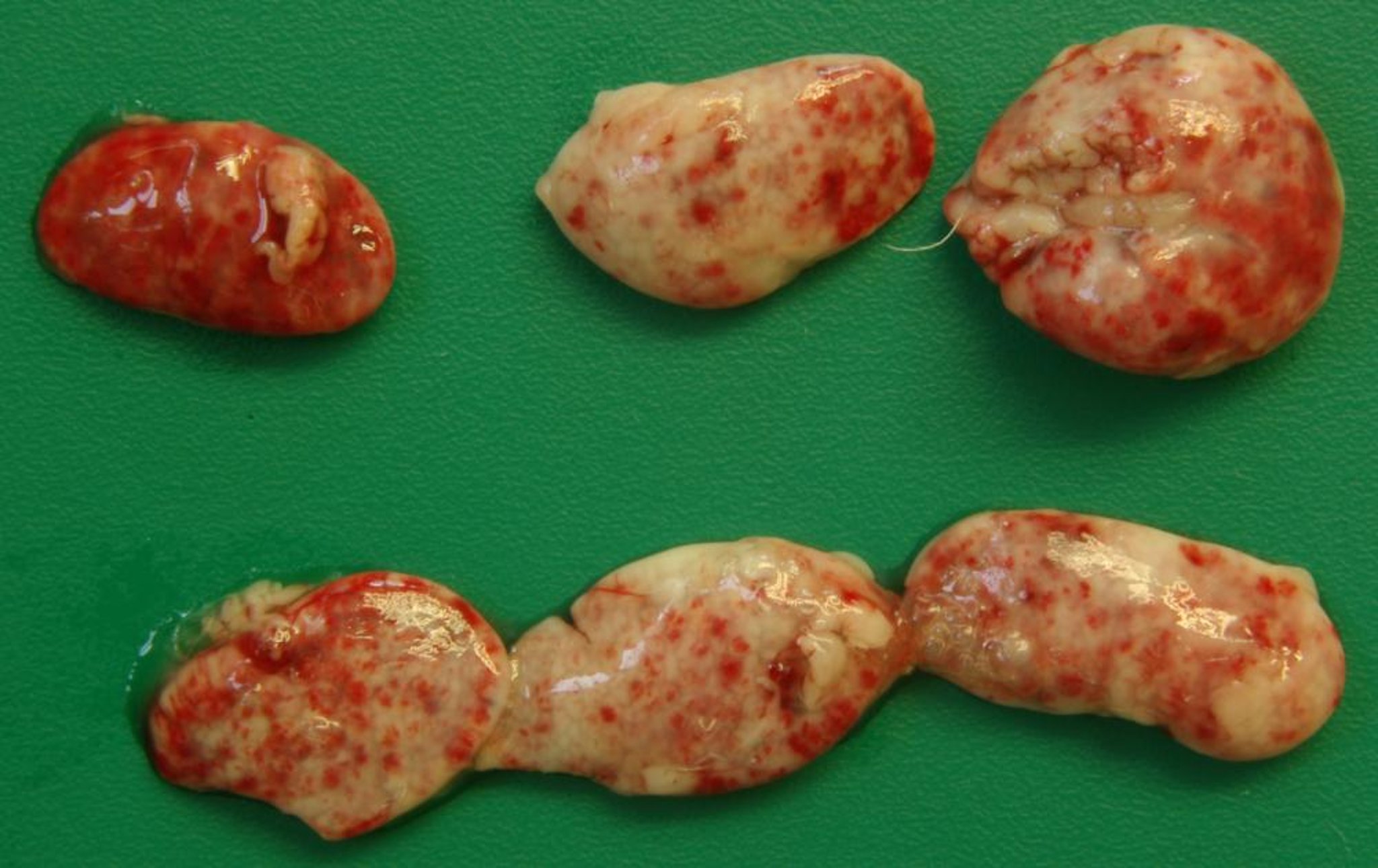 Duck viral enteritis, mottled thymus