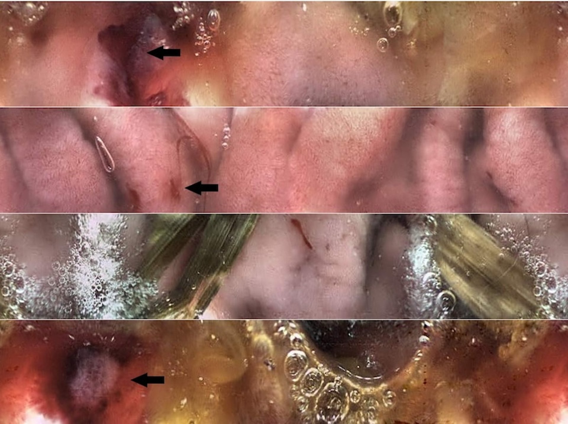 Duodenum ulceration, capsule endoscopy, dog