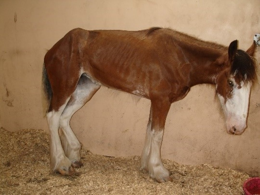 Enfermedad de los pastos crónica, caballo