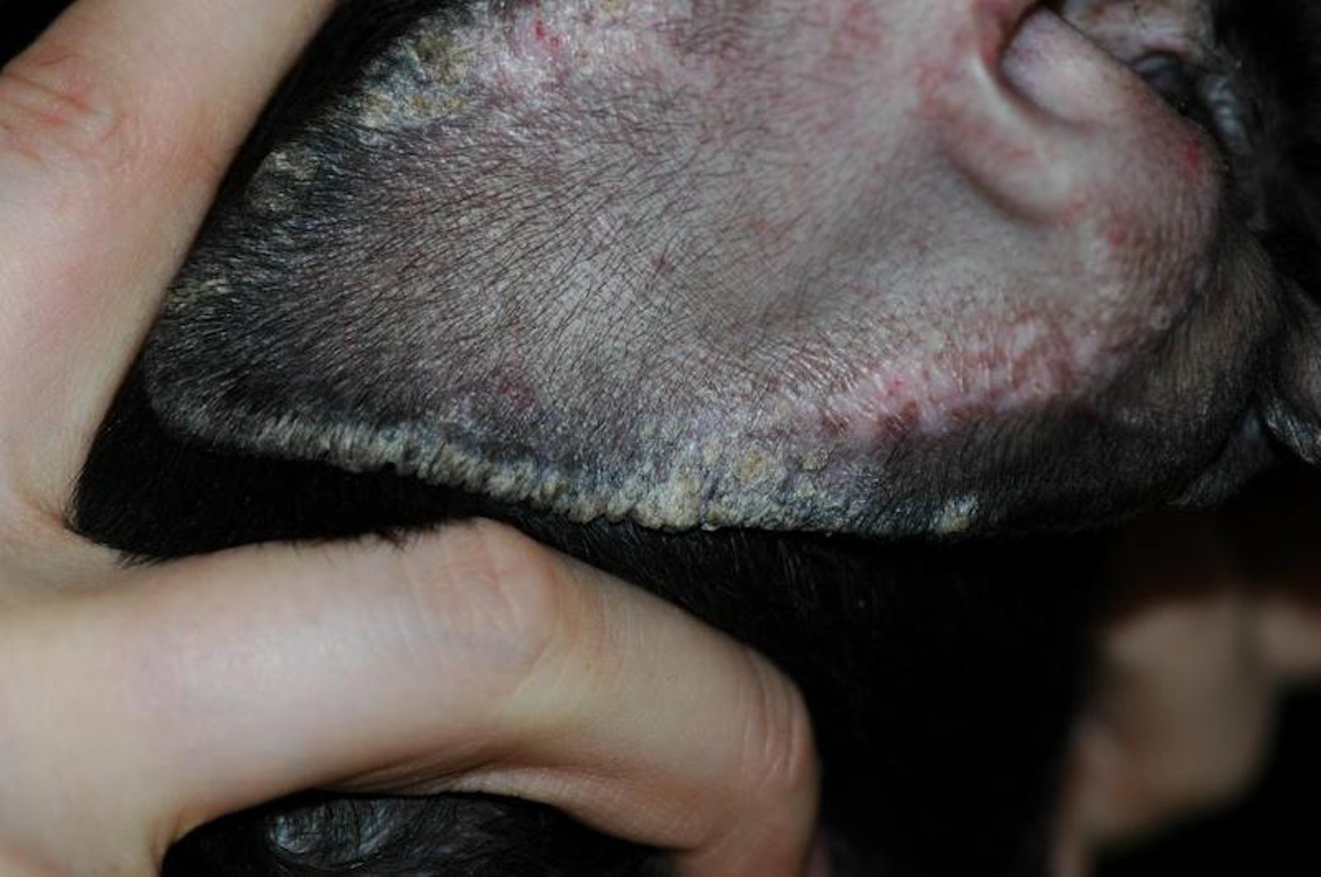 Ear margin seborrhea