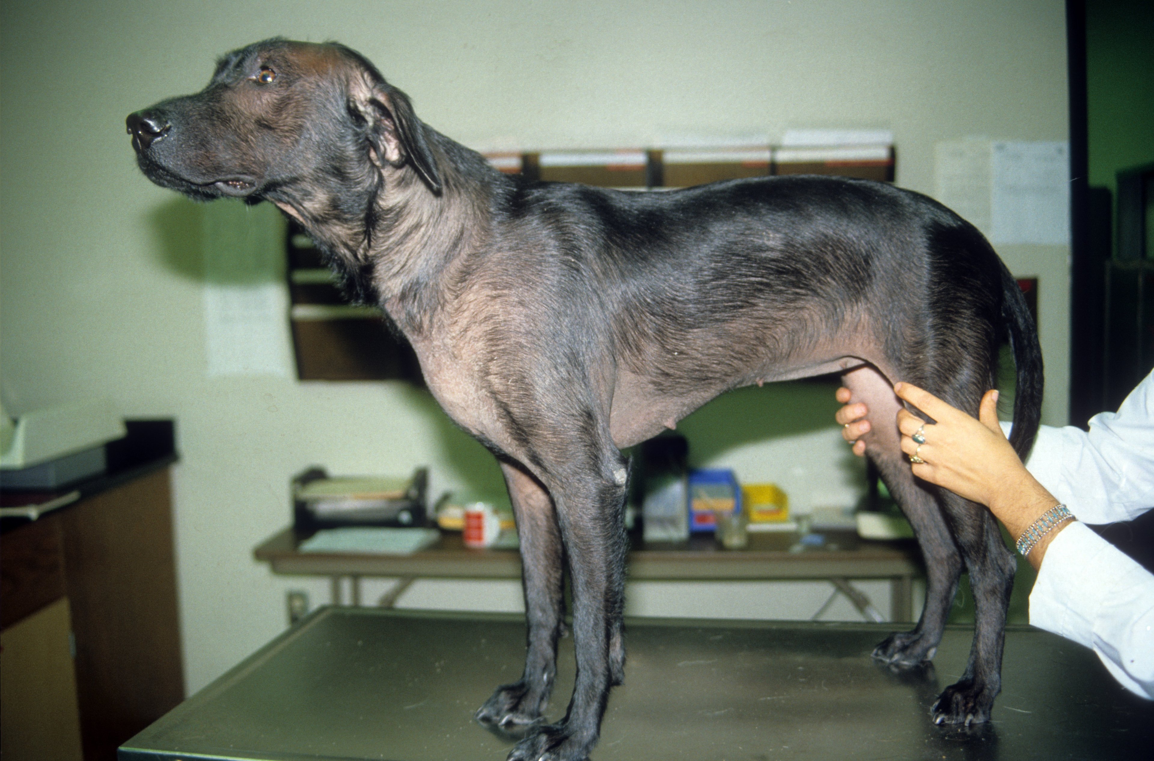 Dog in prior image as an adult with alopecia