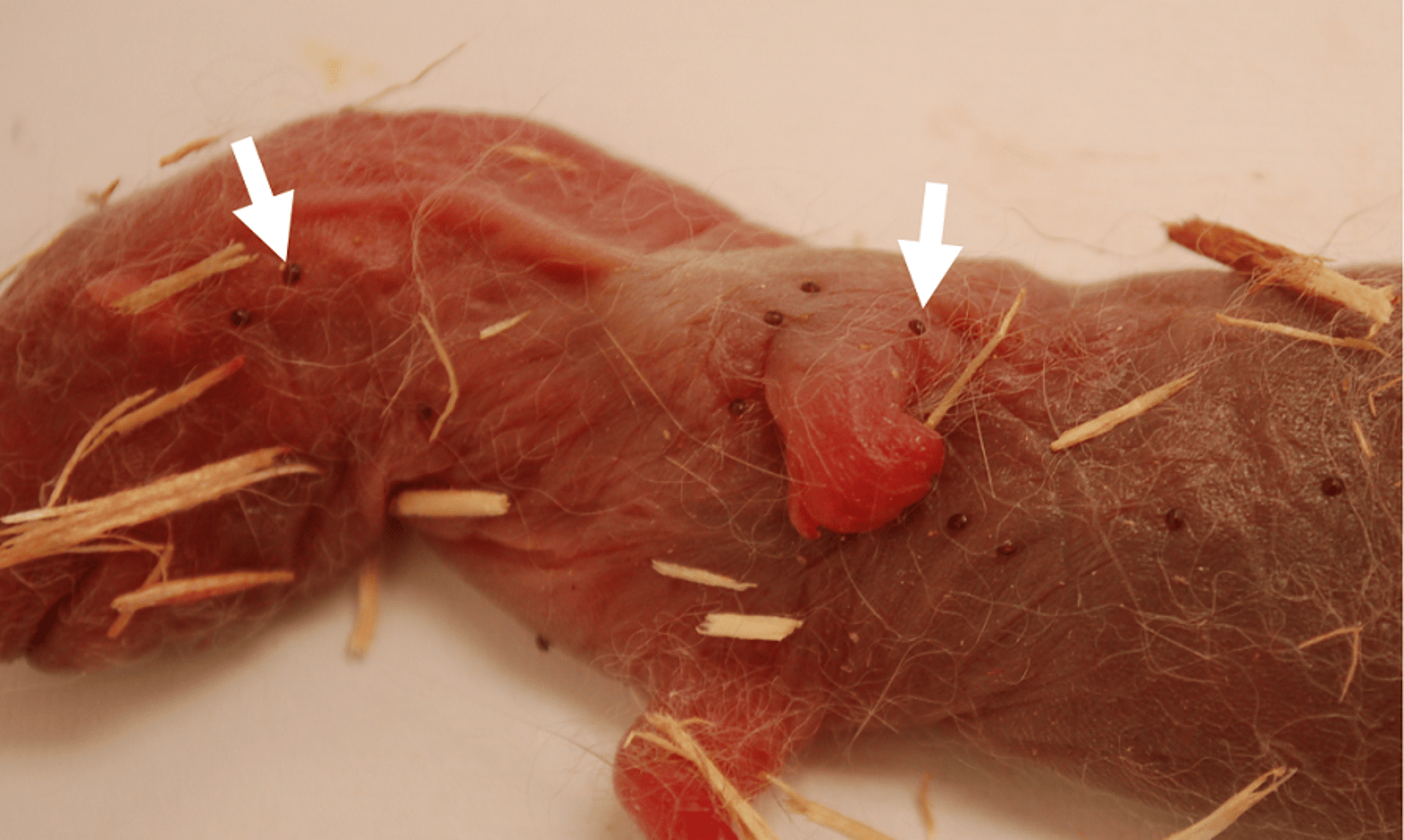 Ectoparasites, mink