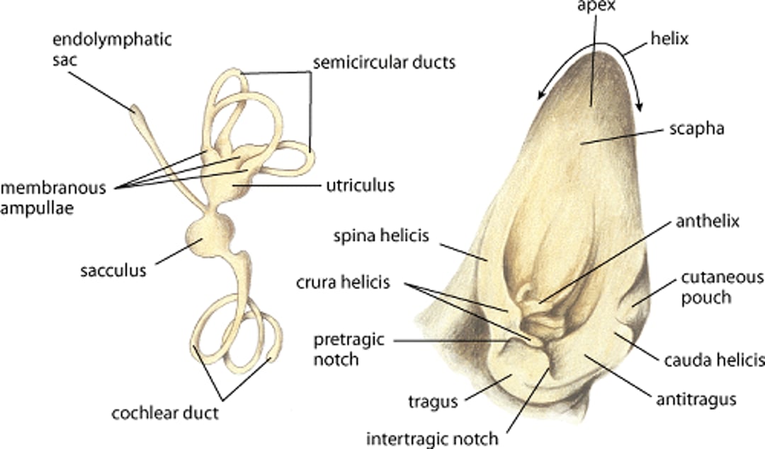 Internal and external ear, dog