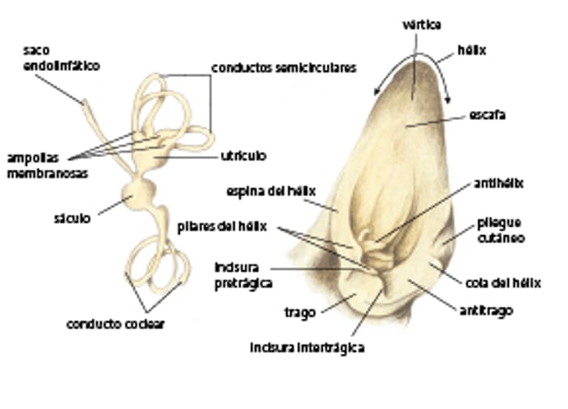Oído interno y externo, perro