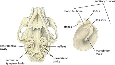 Tympanic bulla and membrane, cat