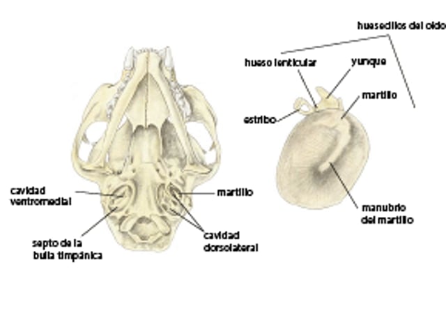 Bulla y membrana timpánica, gato