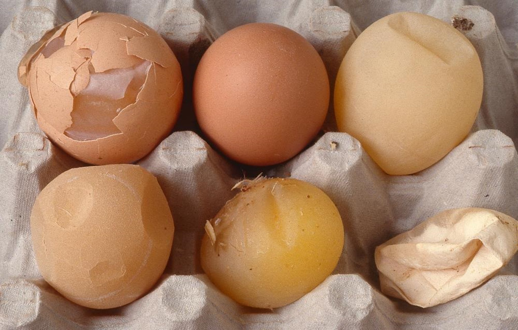 Egg drop syndrome ’76 eggs
