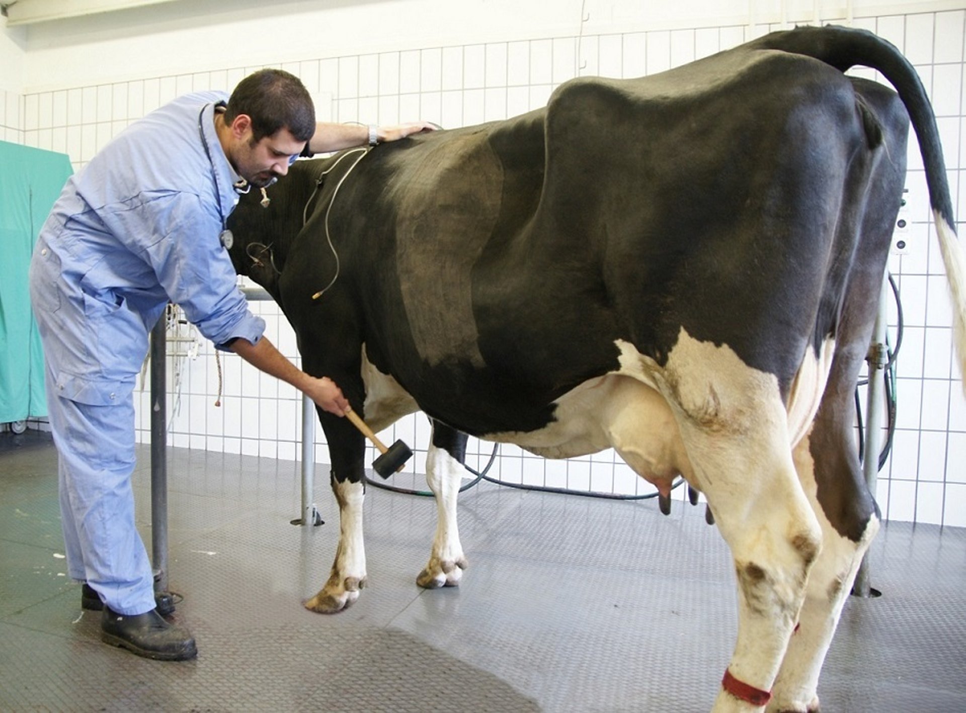 Eliciting pain response in traumatic reticuloperitonitis, cow