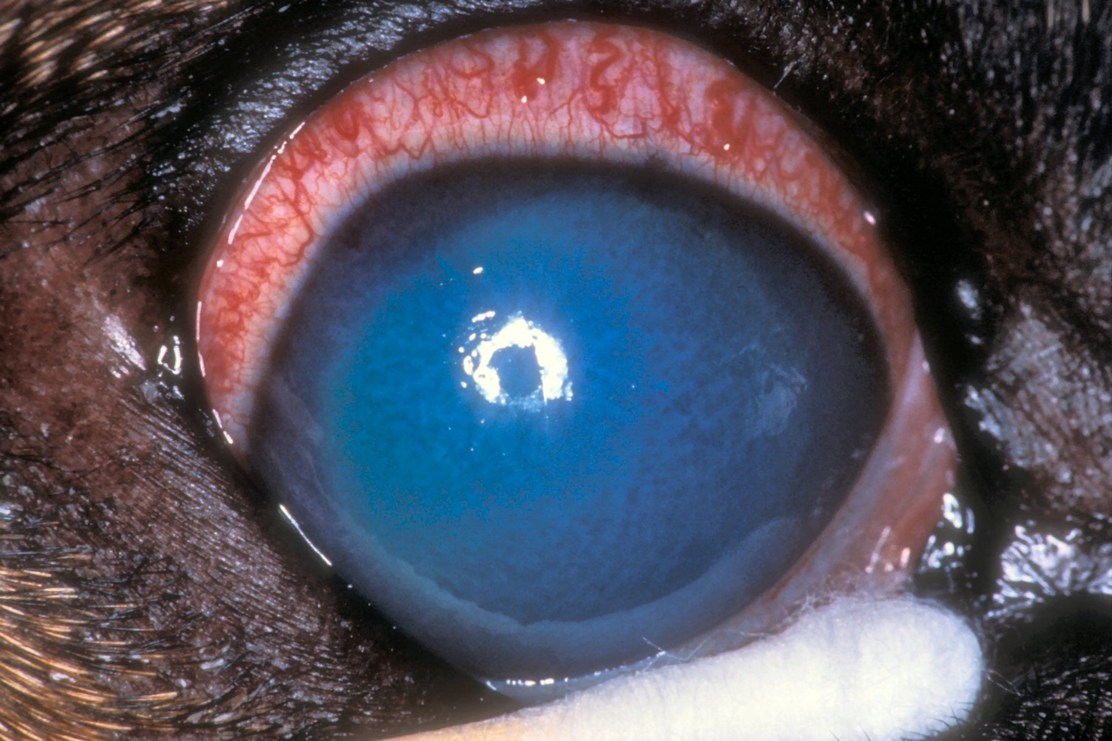 Primary glaucoma, dog