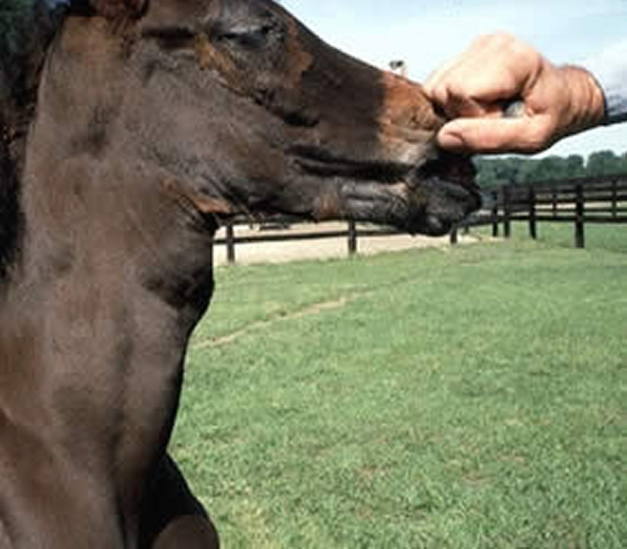 Enlarged thyroid, foal