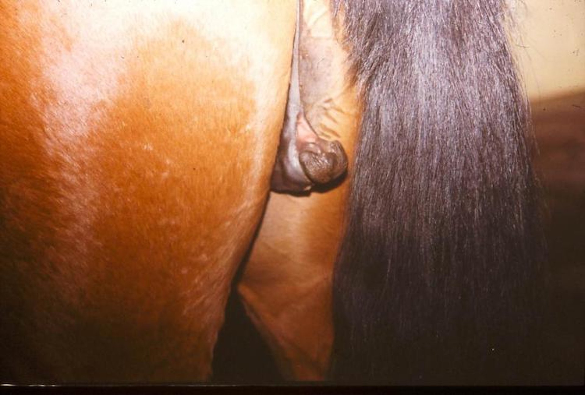 Enlarged clitoris, mare