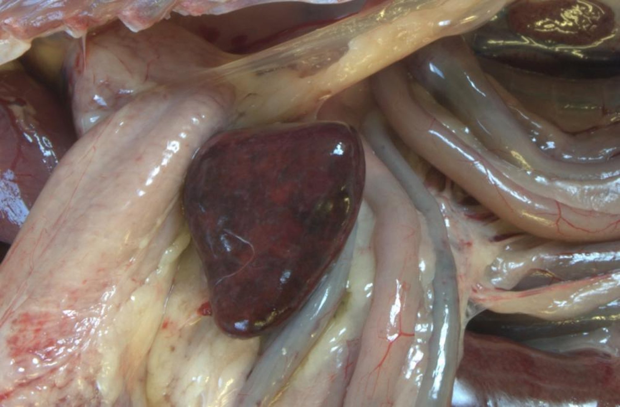 Duck viral enteritis, enlarged and mottled spleen