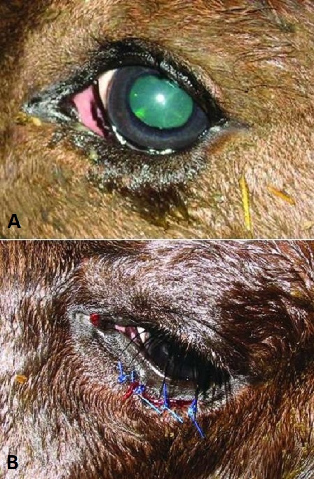 Entropion, foal