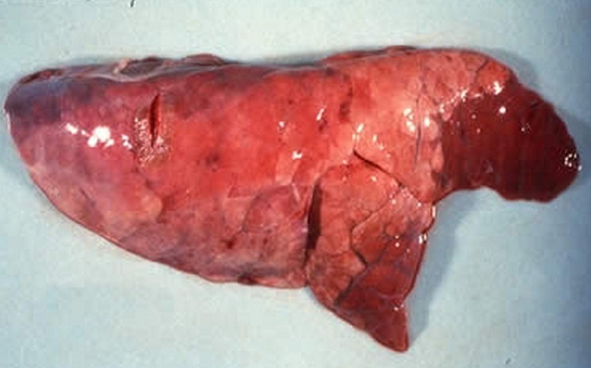 Enzootic pneumonia, <i >Mycoplasma hyopneumoniae</i>, pig