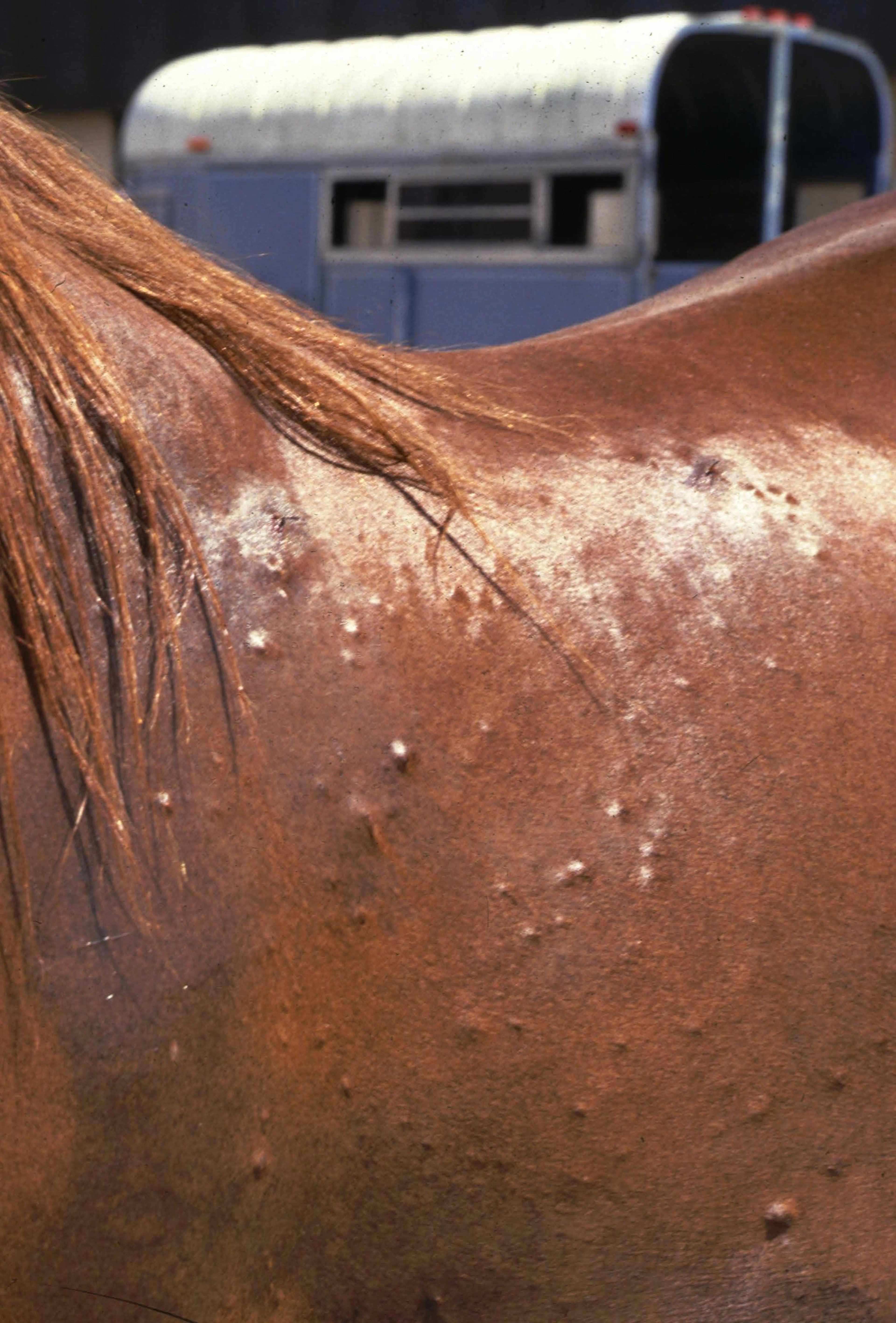 Eosinophilic granuloma lesions, horse