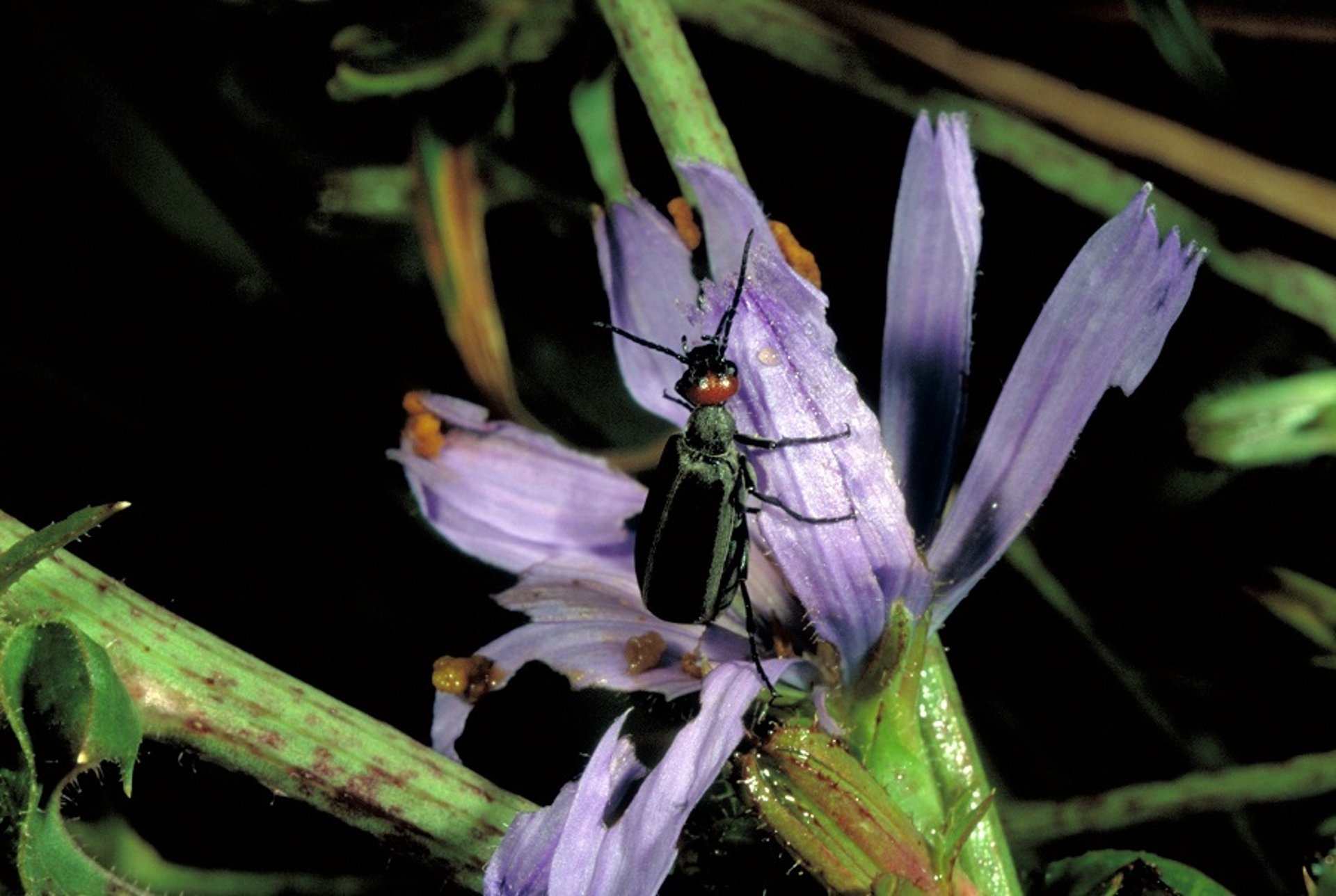 <i >Epicauta atrata</i> (blister beetle)