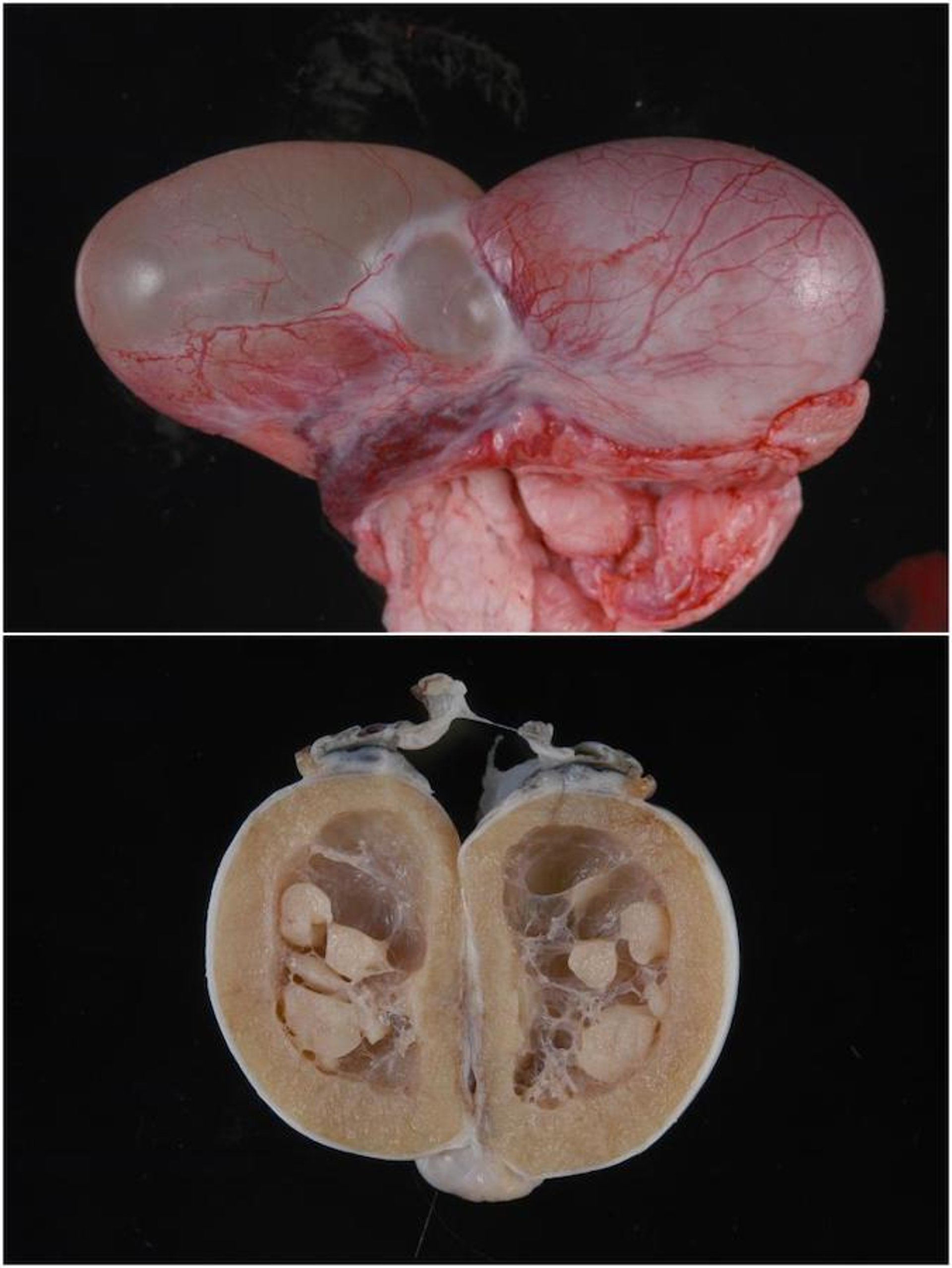 Epididymal and testis cysts, alpaca