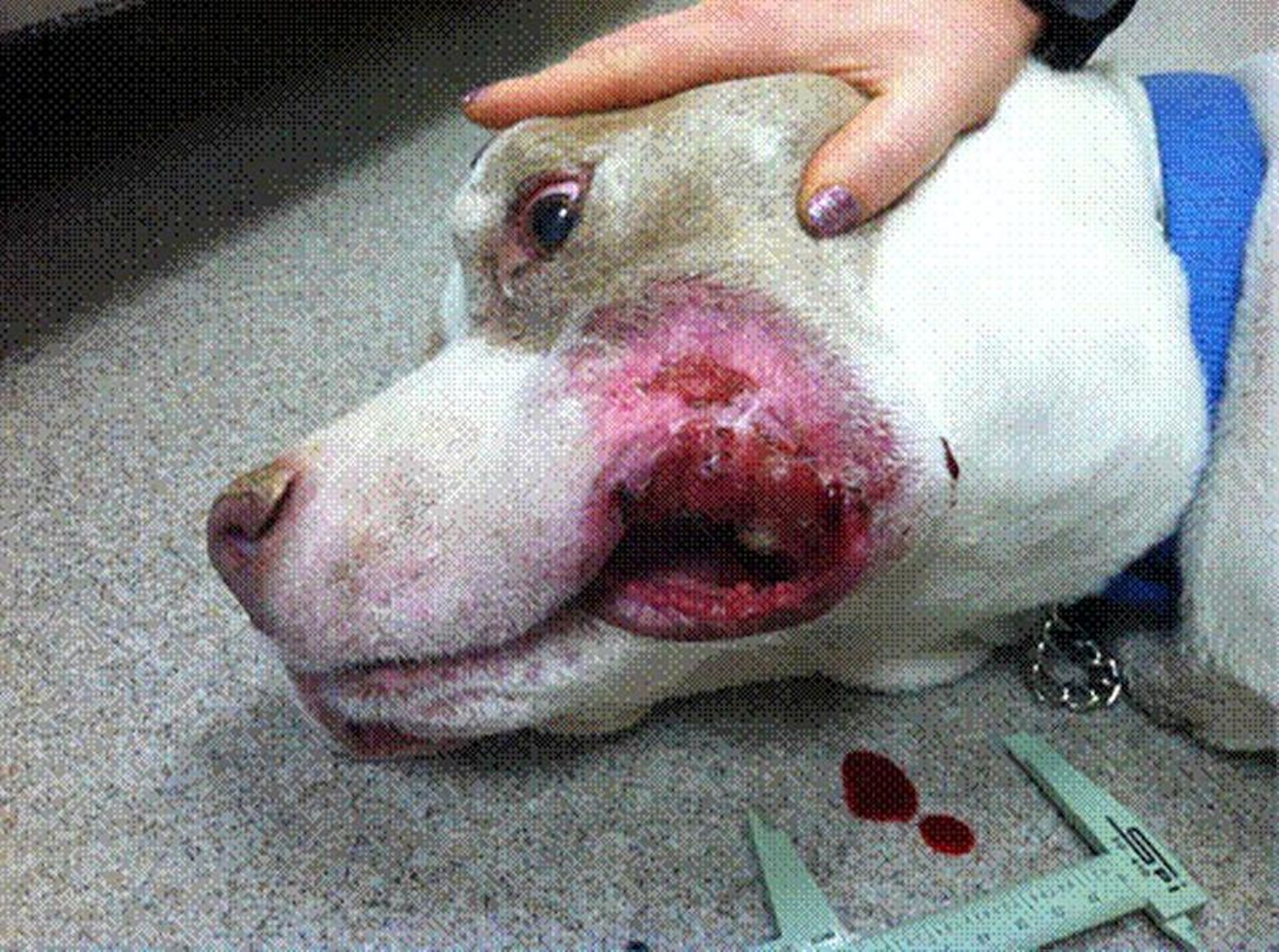 Epitheliotropic cutaneous lymphosarcoma (mycosis fungoides), 8-year-old male Pit Bull