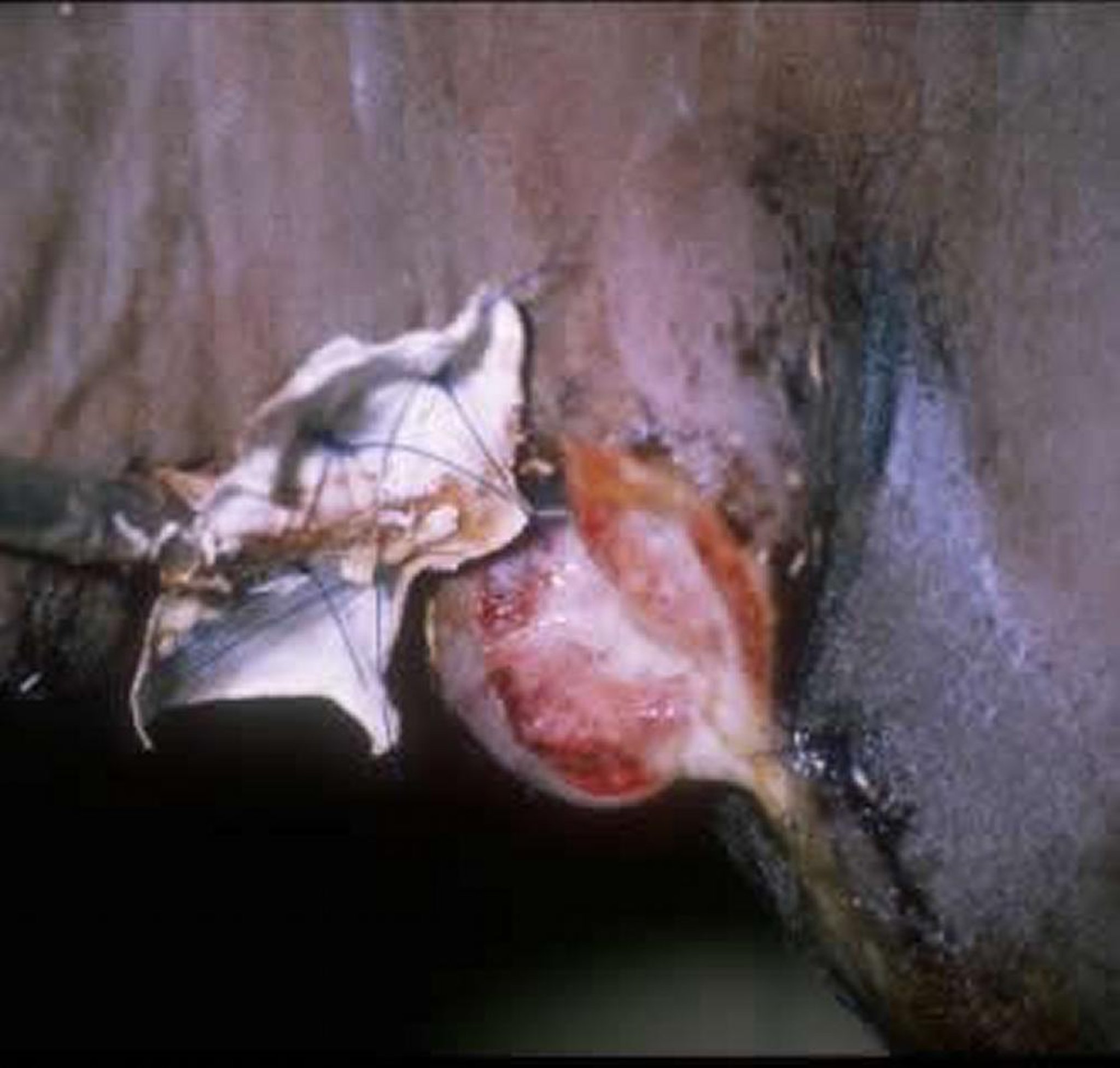Esophagostomy tube, foal