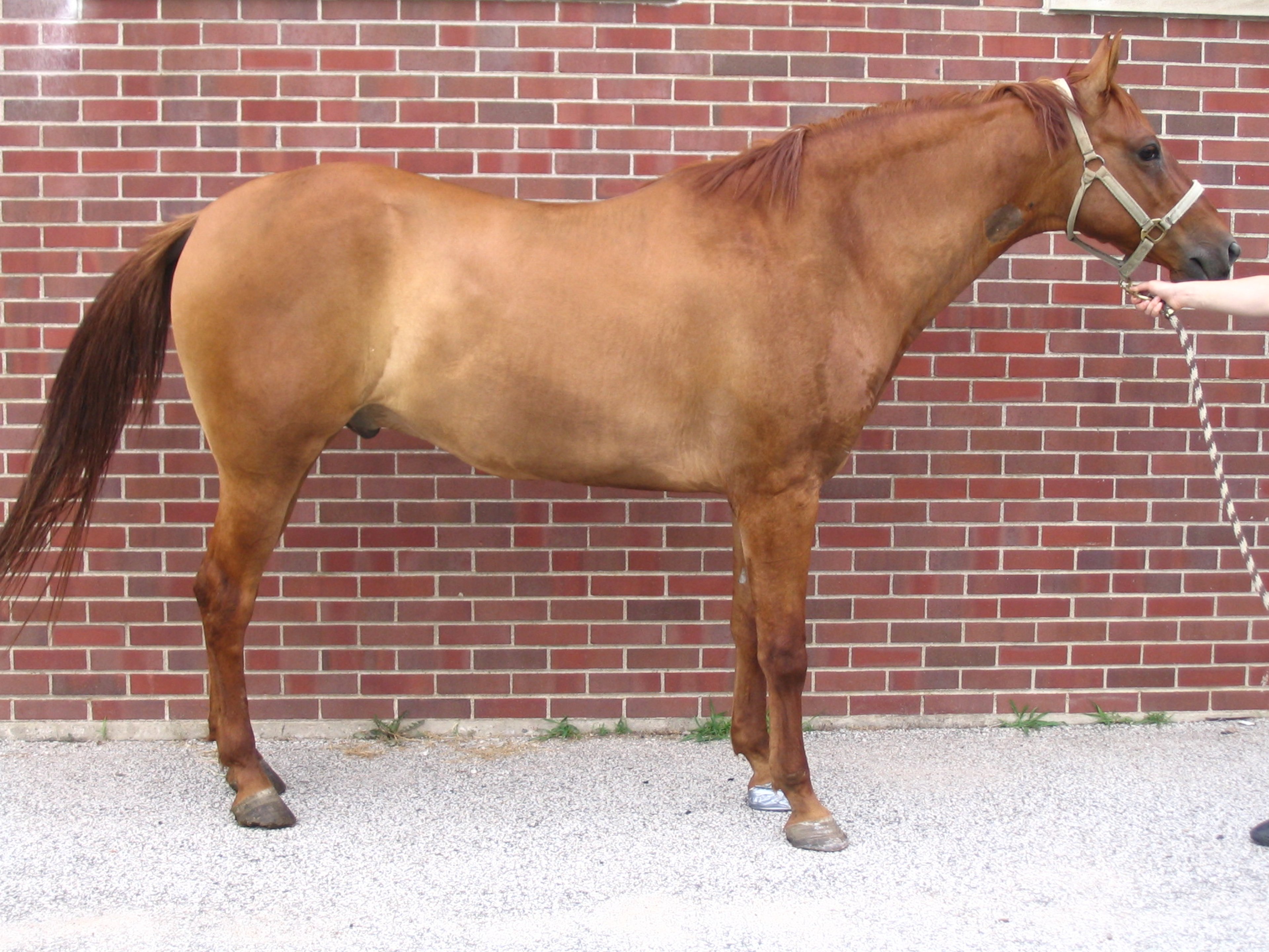 Horse with equine metabolic syndrome