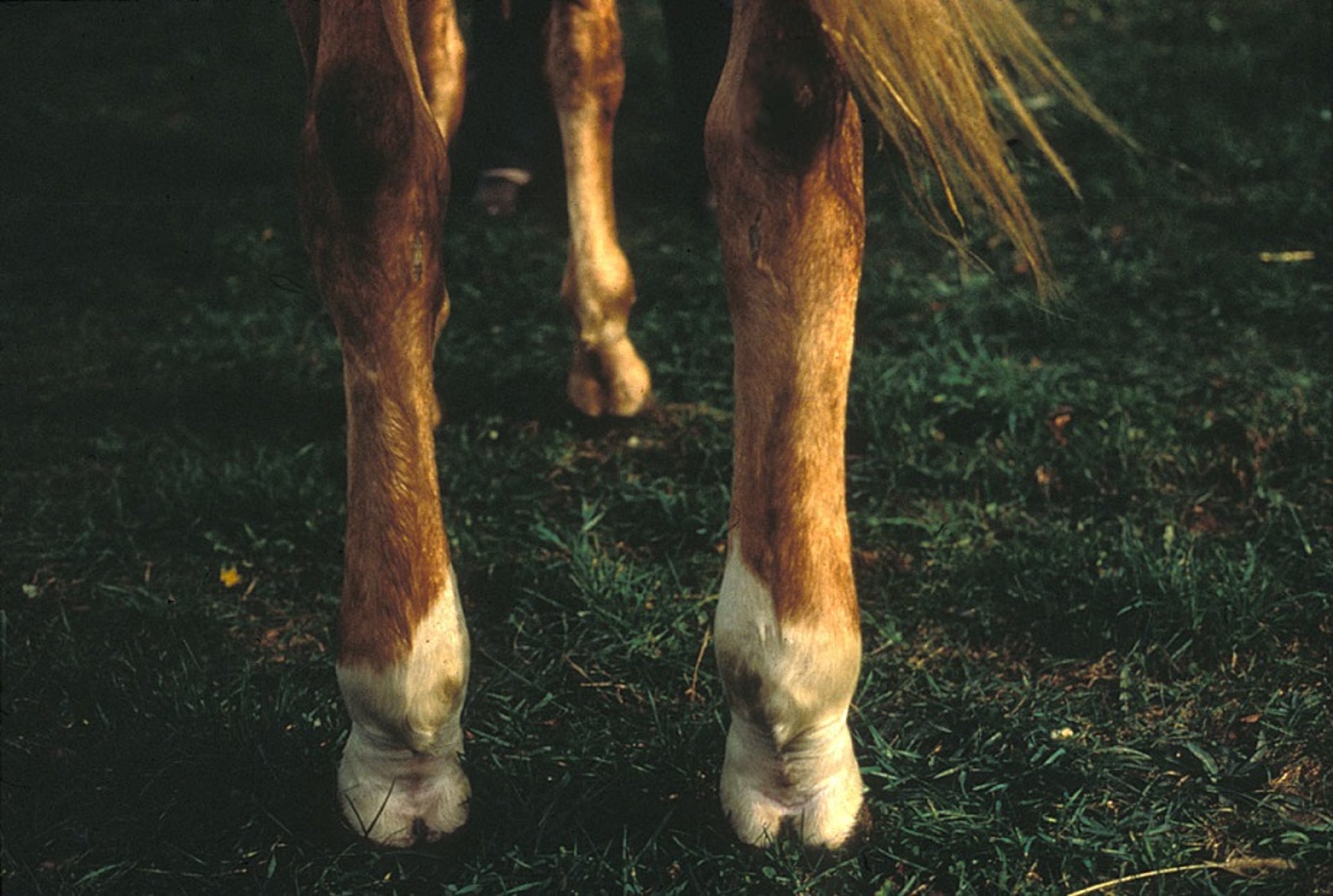 Equine viral arteritis, limb edema