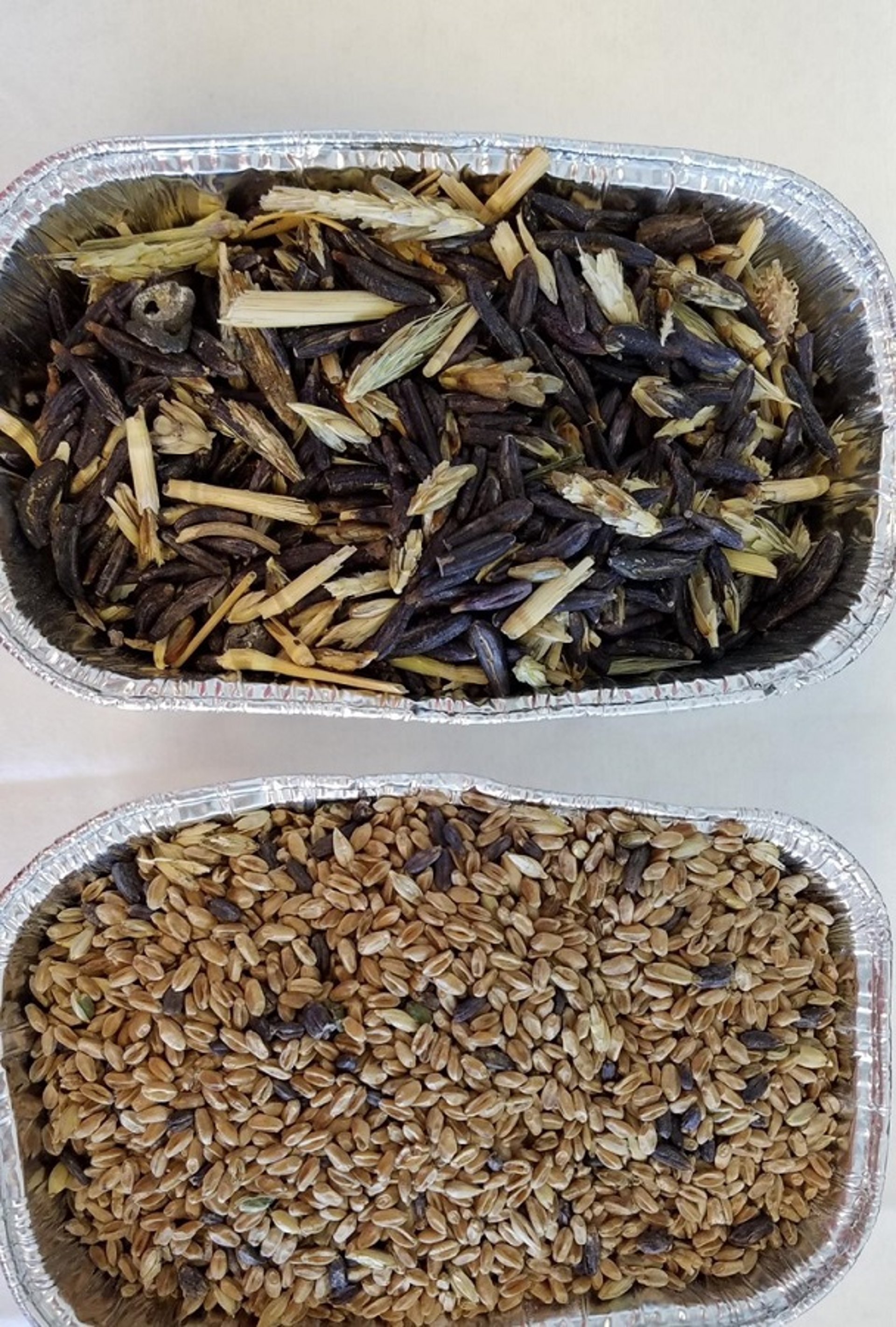 Ergot in rye and wheat